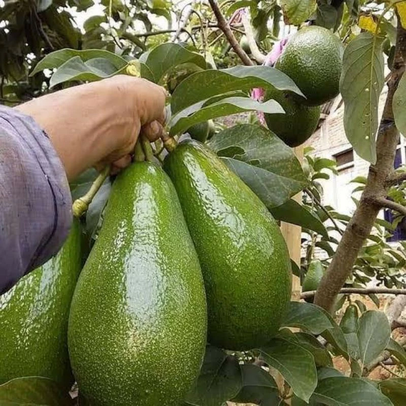 Bibit Cabe Kriting Unggul Tahan Virus STARTOP Bibit Cabe Kriting Merah isi 10 grm panen 75 hari