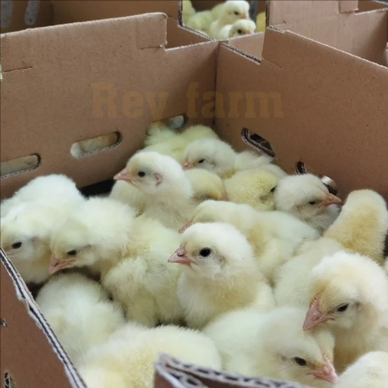 Mesin Tetas Telur Otomatis Full Digital Pembalik Otomatis Unggas Ayam Bebek Burung